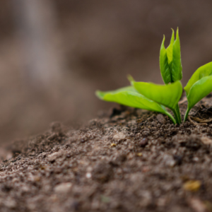 کودهای ارگانیک